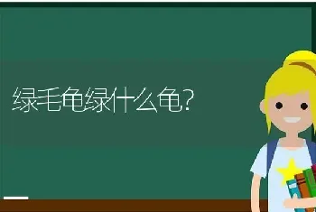 绿毛龟绿什么龟？