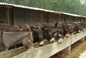 肉驴吃什么饲料