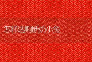 怎样选购断奶小兔