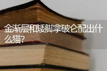 金渐层和矮脚拿破仑配出什么猫？