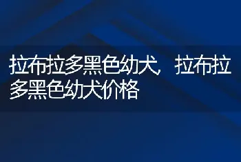 拉布拉多黑色幼犬，拉布拉多黑色幼犬价格