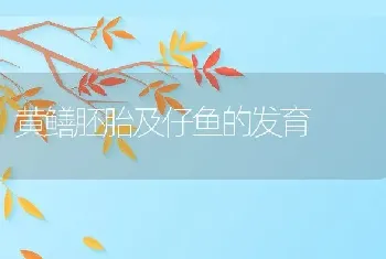 黄鳝胚胎及仔鱼的发育