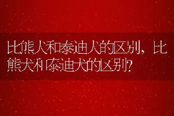 比熊犬和泰迪犬的区别，比熊犬和泰迪犬的区别？