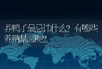 养鸭子最忌讳什么？有哪些养殖禁忌呢？