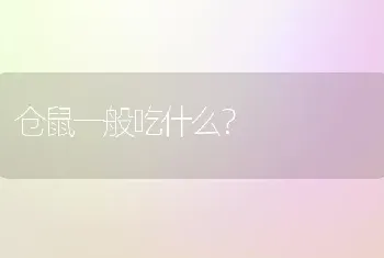 仓鼠一般吃什么？