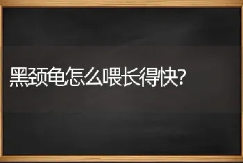 黑颈龟怎么喂长得快？