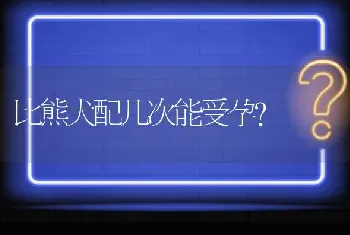 比熊犬配几次能受孕？