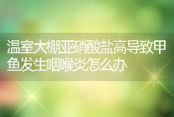 温室大棚亚硝酸盐高导致甲鱼发生咽喉炎怎么办