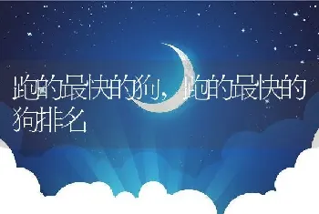 跑的最快的狗，跑的最快的狗排名