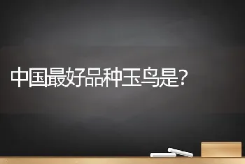 中国最好品种玉鸟是？