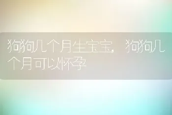 狗狗几个月生宝宝，狗狗几个月可以怀孕