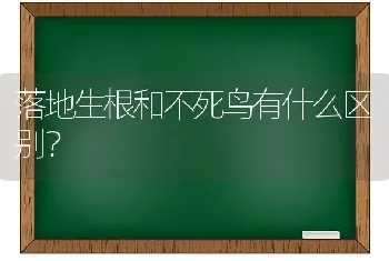 落地生根和不死鸟有什么区别？