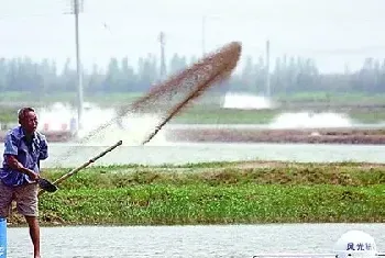 正确理解水产养殖池塘中的氨