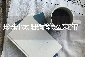 珍珠小太阳鹦鹉怎么来的？