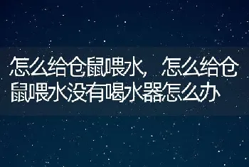 怎么给仓鼠喂水，怎么给仓鼠喂水没有喝水器怎么办