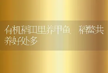 有机稻田里养甲鱼 稻鳖共养好处多