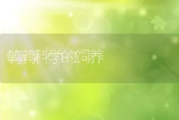 鹌鹑科学的饲养