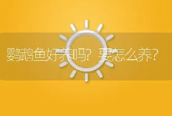 鹦鹉鱼好养吗？要怎么养？