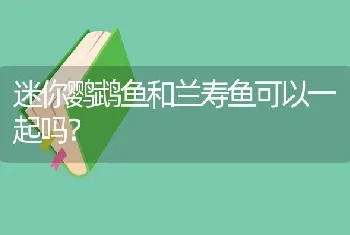 迷你鹦鹉鱼和兰寿鱼可以一起吗？