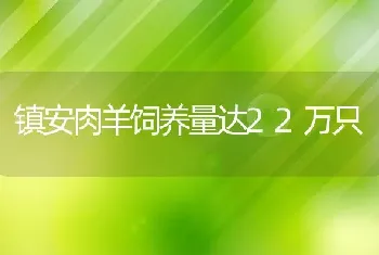 镇安肉羊饲养量达22万只