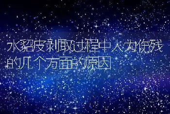 水貂皮剥取过程中人为伤残的几个方面的原因