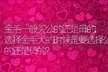 金毛一般买公的还是母的，选择金毛犬的时候是要选择公的还是母的？