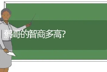 吉娃娃怎么吃长不大？