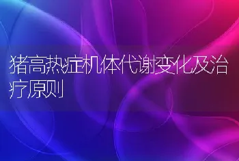 猪高热症机体代谢变化及治疗原则