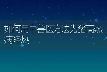 如何用中兽医方法为猪高热病降热