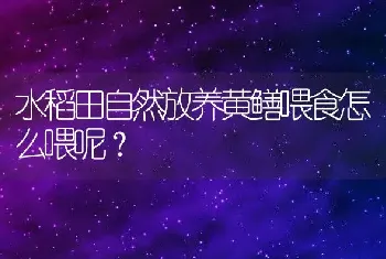 水稻田自然放养黄鳝喂食怎么喂呢？