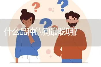 什么品种的狗最聪明？