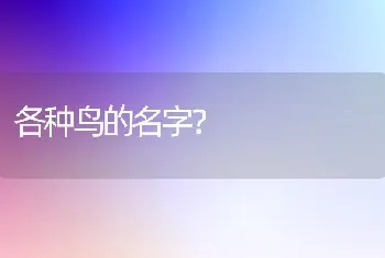 各种鸟的名字？