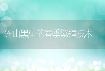 莲山黑兔的春季繁殖技术