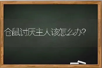 仓鼠讨厌主人该怎么办？