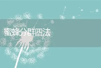 蜜蜂分群四法