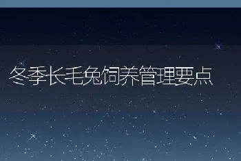 冬季长毛兔饲养管理要点