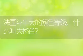 法国斗牛犬的颜色等级，什么叫失格色？