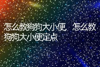 怎么教狗狗大小便，怎么教狗狗大小便定点