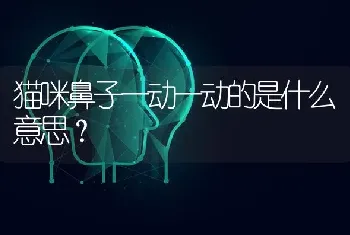 蓝白和布偶的区别？