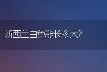 新西兰白兔能长多大？