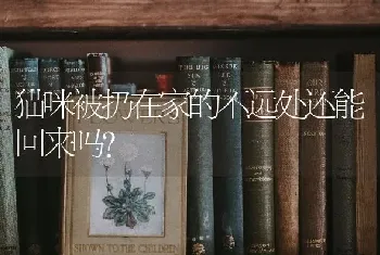 黑白毛的狗是什么品种？