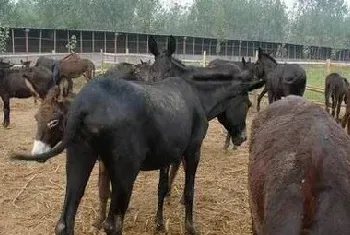 肉驴关节扭挫伤的治疗方法