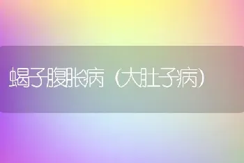 蝎子腹胀病（大肚子病）