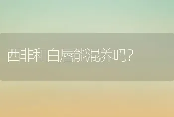 西非和白唇能混养吗？