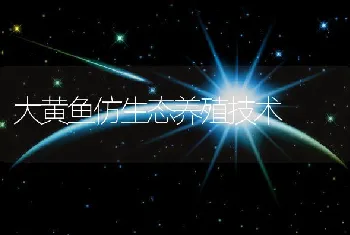 大黄鱼仿生态养殖技术