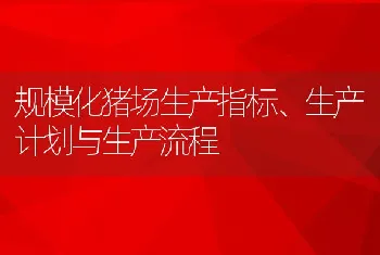 规模化猪场生产指标、生产计划与生产流程