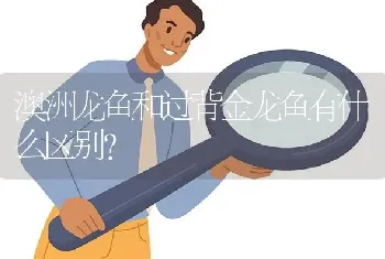 澳洲龙鱼和过背金龙鱼有什么区别？