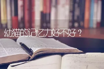 幼猫的记忆力好不好？