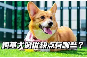 柯基犬的优缺点，柯基优缺点？