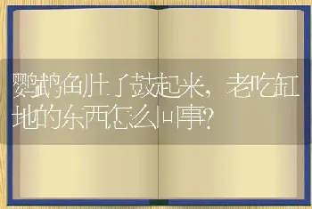 鹦鹉鱼肚子鼓起来,老吃缸地的东西怎么回事？